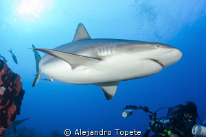 Reef Shark and Marimar, Gardens of the Queen  Cuba by Alejandro Topete 
